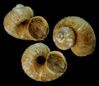 ハズレシタダミ Hazuregyra watanabei small