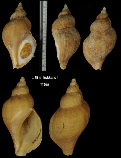 チャイロカミオボラ Volutopsius castaneus small