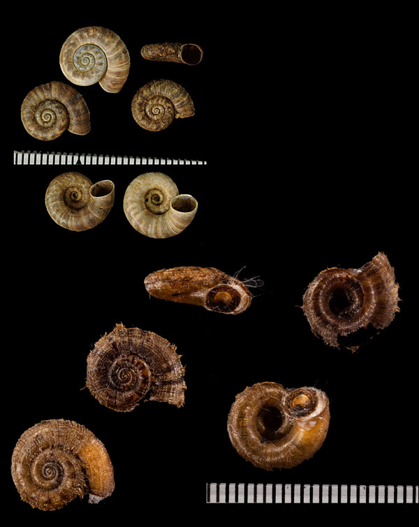 フチカザリヤマタニシの仲間 Scabrina laciniata small