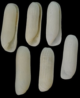 ツマベニクダタマガイ Eocylichna braunsi small