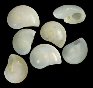オトギノスガイ 御伽之酢貝 Leucorhynchia caledonica small