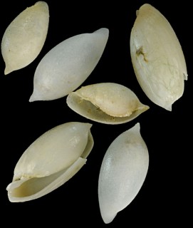 アオモリマメヒガイ Rhizorus radiolus small