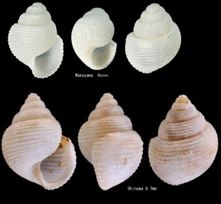 ヒナノビクガイ Obrussena moeshimaensis small