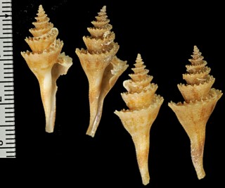 ツヤテンジククダマキ Cochlespira pulchella semipolita small
