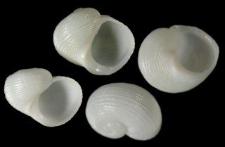 ウラシマカタベ Thyca lactea small