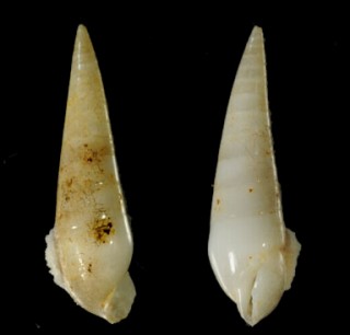 ヒメセトモノガイ Melanella bovicornu small
