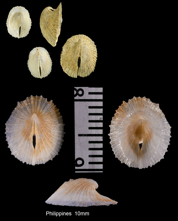 テラマチスカシガイ Puncturella teramachii small