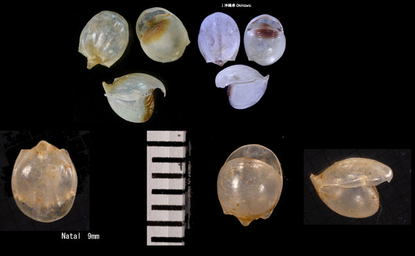 マルカメガイ Cavolinia globulosa small