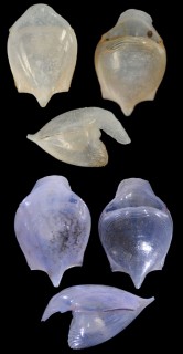 シロカメガイ Cavolinia gibbosa small