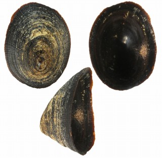 クロカサガイ (仮称) Lottia asmi small