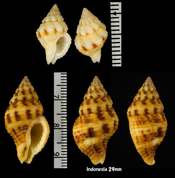 テラマチホラダマシ Cantharus wagneri small