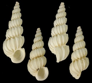 タテヨコイトカケ Epitonium eusculptum small
