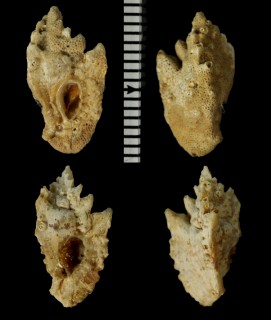 サザナミヒレヨウラク Pterotyphis lowei small