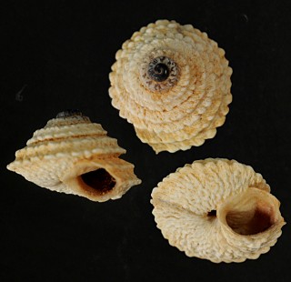 ジャンディアコマイマイ (仮称) Obelus moderatus small