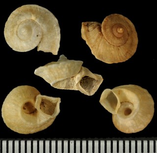 サバクノキセキマイマイ (仮称) Bostryx eremothauma small