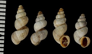 ハズレオカカクタニシ (仮称) Bostryx imeldae costifer small