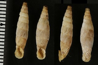 ファセリスアオギセル (仮称) Albinaria lycica phaselis small