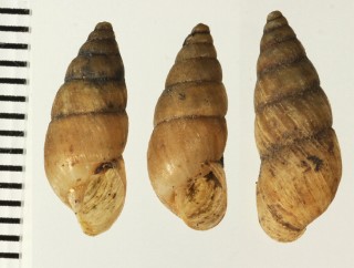 コガタハースオカカクタニシ (仮称) Bostryx haasi minor small