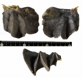 トサカガキ 鶏冠牡蠣 Lopha cristagalli small