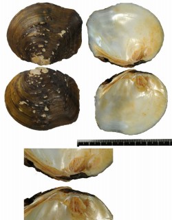 ヒラガマノセカワボタン Quadrula quadrula small