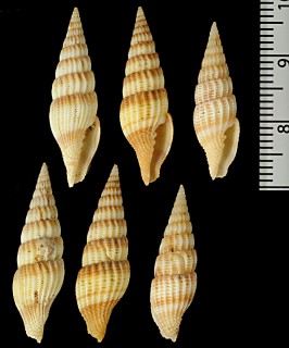 チャスジホソツクシ Vexillum alvinobalani small