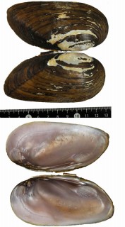 ナガミミヌマガイ Elliptio dilatata small