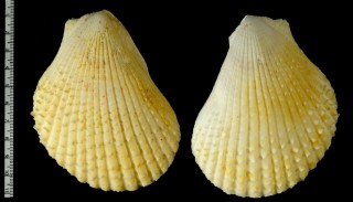 アラフラミノガイ Lima sowerbyi persquamifer small