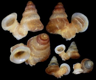 ナンビエントツノタウチ (仮称) Opisthostoma anisopterum small