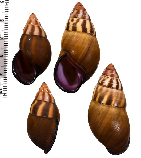 フローレンスマレーマイマイ Amphidromus floresianus small
