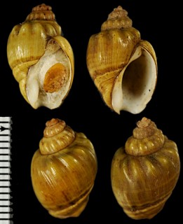 ドリーヨウバイ (仮称) Nassodonta dorri small