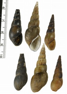 ブラジルカワニナ (仮称) Aylacostoma brasiliensis small