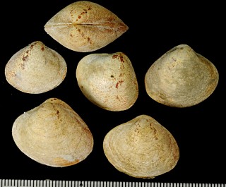 ムラヤマサラサ Lioconcha ornata small