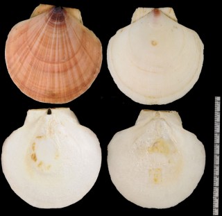 マゼランツキヒ Placopecten magellanicus small