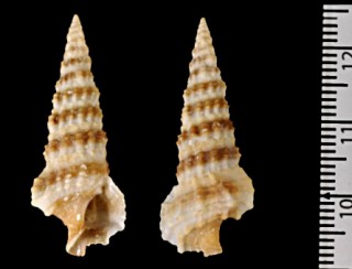 カタツノブエ Cerithium munitum small