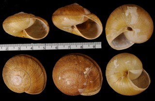 ジェミンジャングルマイマイ (仮称) Hemiplecta humphreysiana gemina small