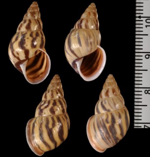 トウガタマイマイの一種03 Leiostracus clouei small