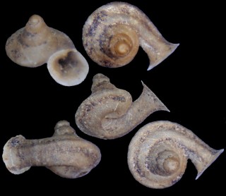 ハンガーフォードラッパガイ Gyliotrachela hungerfordiana small