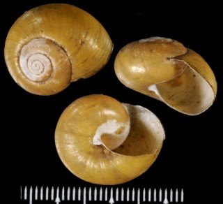 ヒメビロウドマイマイ Nipponochloritis perpunctatus small