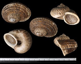 スマトラトラフマイマイ （仮称） Cyclophorus rafflesi eximius small