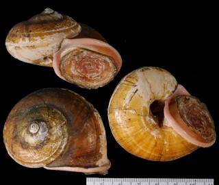 シナブンオオヤマタニシ （仮称） Cyclophorus egregius small