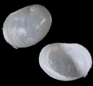 ホッキョクハナズトガイ Lamellaria stearnsii small