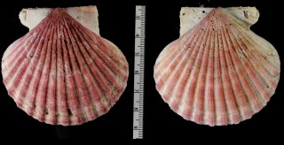 ダーウィンニシキ Aequipecten tehuelchus small