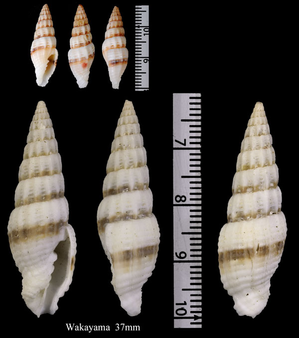 ハナカゴオトメ 花籠乙女 Vexillum unifasciata small