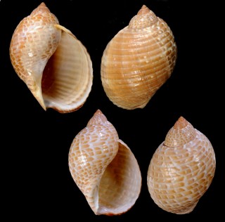 ウズラガイ 鶉貝 Tonna perdix small