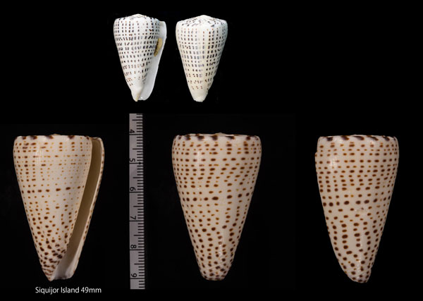 クロフモドキ Conus leopardus small