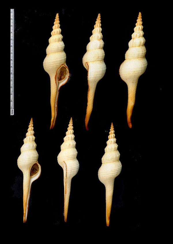 ホソニシ 細辛螺 Fusinus colus small