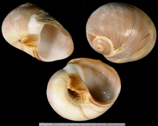 フクロツメタ Glossaulax didyma ampla small