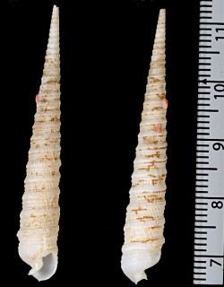 シロオビキリガイ Triplostephanus hoaraui small