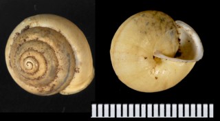 ムロマイマイ Satsuma peculiaris small