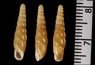 ハブタエギセル Mundiphaedusa decussata small